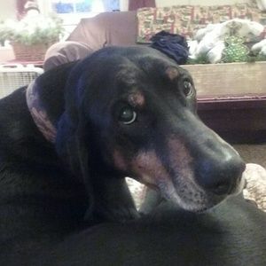 Meet your Posher, Dorothy